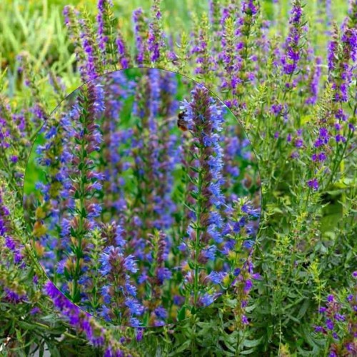 Hyssopus officinalis 'Blues' - Harilik iisop 'Blues' P11/0,75L